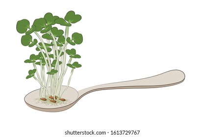 
 Microverde. Imagen abstracta en color de una col microverde en una cuchara. Hay un lugar para el texto. Elemento de diseño. Ilustración vectorial.