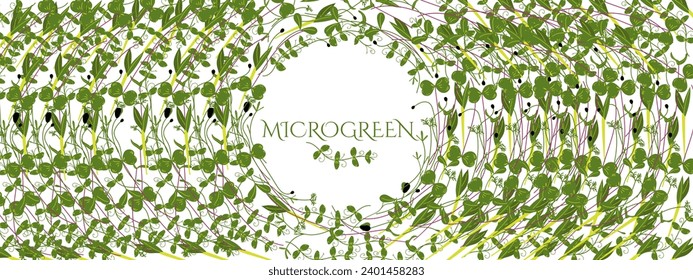 Microgreen background with text Microgreen (peas, onion, cress, cabbage, sunflower, corn, carrot, beet). Useful eco-product. Healthy green seedlings. Multicolored flat hand drawn vector illustration