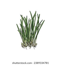 Microgreen. Barley grass seedlings vector illustration on white background. Healthy nutrition ingredient botanical drawing.