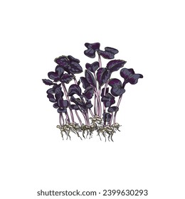 Cuenca microverde, ilustración vectorial aislada en fondo blanco. Hierba elaborada a mano con hojas y raíces, plantas vintage de estilo escultor. Dibujado en un estilo de esbozo de color.