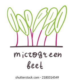 Microgreen beet. Vector illustration on white background.