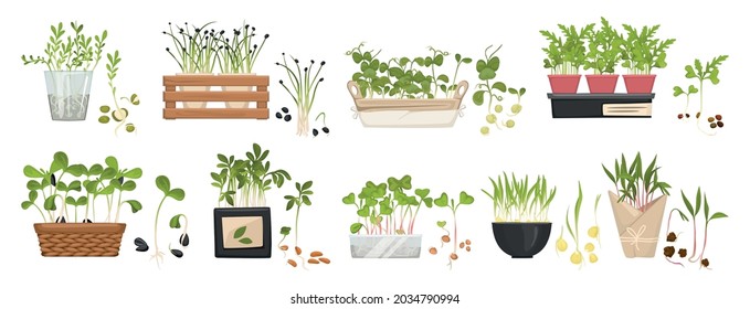 Microgreen big icon set sprouts grow each in its own pot of different size vector illustration
