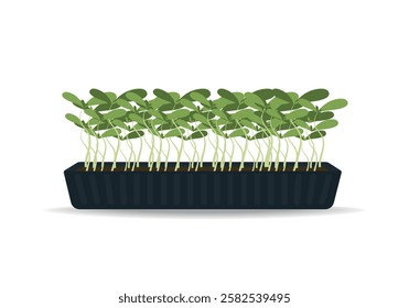 Microgreen in a black tray. Vector illustration in flat style isolated on white background. Microgreens. lettuce, cabbage, sorrel, onion, radish, arugula, peas. Growing healthy pimples