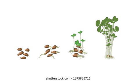 
Microgreen cabbage. Stage of development of greenery. There is a place for text. Color image. Design element. Vector illustration.