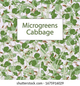 Microgreen cabbage. Texture. Clarifying text. Color image. Design element. Vector illustration.