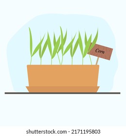 microgreen corn in a clay pot grown at home. Vector illustration with home useful plants, vegetable garden on the windowsill