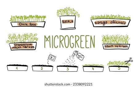 Ilustración de doodle microverde. Vector. Crecimiento de microvegetales. Se puede usar para materiales educativos, guías de jardinería o recursos culinarios para mostrar el crecimiento y los beneficios de los microvegetales 