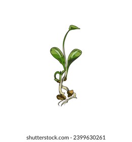 Microgreen, green sprout, vector illustration isolated on white background. Detailed hand drawn herbs with leaves and roots, vintage plants in engraving style. Drawn in colored sketch style.