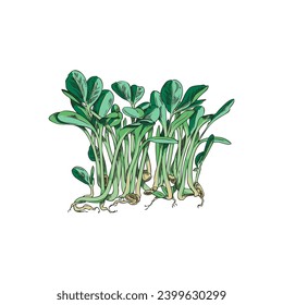 Microgreen green sprouts fenugreek, vector illustration isolated on white background. Detailed hand drawn herbs with leaves and roots, vintage plants in engraving style. Drawn in colored sketch style