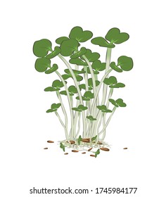 
Microgreen. Healthy nutrition and diet. Sprouted seeds. Close-up. Color image on a white background. Vector illustration.