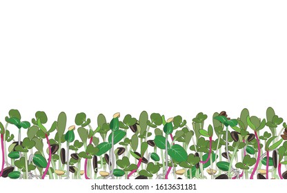 Microgreen. Mix. Horizontal texture. Color image of sprouts of cabbage, sunflower, cucumber and beetroot. There is a place for text. Design element. Vector illustration.