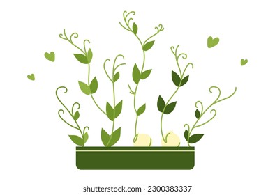 Microgreen peas in a pot for home cultivation. Vector illustration on a white background for decoration, postcards, print, fabric