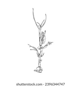 Microgreen peas, vector illustration isolated on white background. Detailed hand drawn herb with leaves and roots, vintage plants in engraving style. Drawn in black and white sketch style