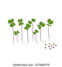 Microgreen radish grain and germinated sprouts. Vector illustration