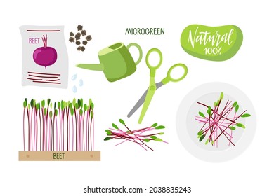 Microverde para ensalada. Envase de semillas, semillas de remolacha para la siembra, pequeñas plantas frescas en caja de madera, lata de riego, tijeras, micro ensalada de verduras en el plato. La remolacha agrícola de micro verdes en casa.