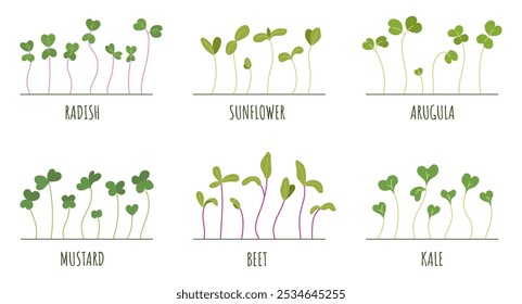 microgreen set, fresh sprouts, eco food, nutrition, healthy eating, various herbs, edible plants, organic, gardening, radish, sunflower, arugula, mustard, beet, kale, vector illustration