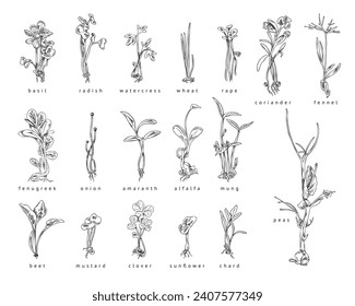 Microgreen, set of hand drawn vector illustration isolated on white background. Collection of detailed hand drawn sprouts and herbs, vintage plants in engraving style. Black and white sketch