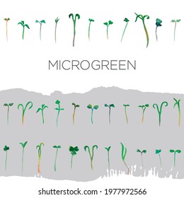 Microgreen set. Sprout plants: salad, basil, parsley, dill, arugula. Vector. Watercolor hand drawn illustration. Isolation on white. 