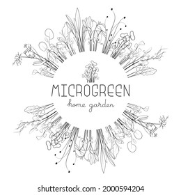 Microgreen sketch vector illustration. Grass circle frame for text. Green for home gardening. Mustard, corn, peas, onion, sunflower sprouts for salad
