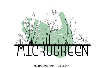 Microgreen sketch vector illustration. Green for home gardening. Mustard, corn, peas, onion, sunflower plant for salad