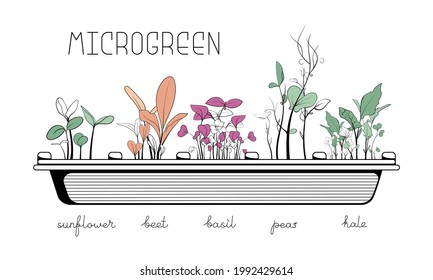 Microgreen sketch vector illustration. Green for home gardening. Sunflower, beet, basil, peas, kale sprouts for salad. Reuse and rot concept. Growth seed in eggs container. Zero waste lifestyle.