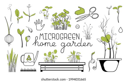 Microgreen Sketch Vector Illustration. Green For Home Gardening. Sunflower, Beet, Basil, Peas, Kale Sprouts For Salad. Reuse And Rot Concept. Growth Seed In Eggs Container. Zero Waste Lifestyle.