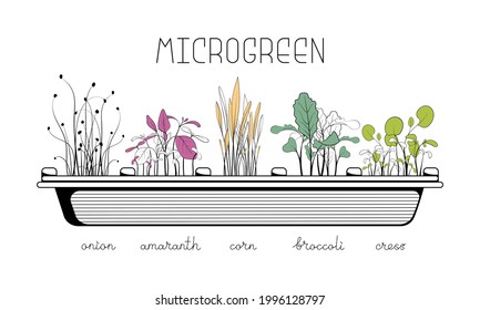 Microgreen sketch vector illustration. Green for home gardening. Amaranth, broccoli, corn, cress, onion sprouts for salad. Reuse and rot concept. Growth seed in eggs container. Zero waste lifestyle.