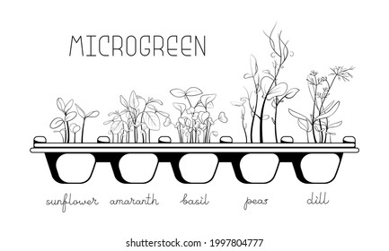 Microgreen sketch vector illustration. Peas, amaranth, basil, dill, sunflower sprouts for salad. Reuse and rot concept. Growth seed in eggs container. Zero waste lifestyle.