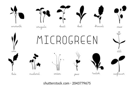 Microgreen sprouts black silhouette symbol collection. Set vector icons illustration. 