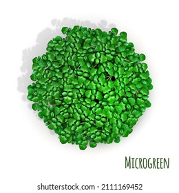Microgreen sprouts are healthy food all year round. 3D realistic illustration. Isolated on white background. Vector.