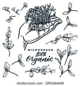 Microgreen sprouts set, hand drawn isolated design elements. Hand holds growing herbs and plants, sketch vector illustration. Natural organic food ingredients