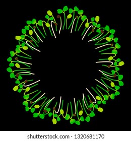 Microgreens Arugula. Arranged in a circle. Vitamin supplement, vegan food. Black background