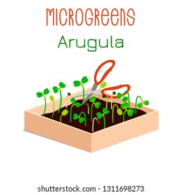 Microgreens Arugula. Grow microgreen in a box with soil. Cutting the harvest with scissors. Vitamin supplement, vegan food