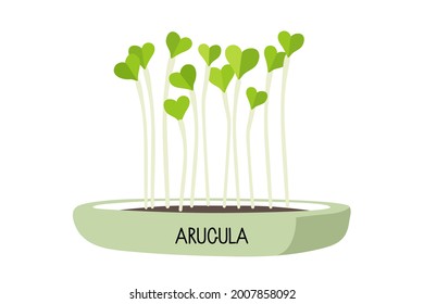 Microgreens arugula in home pot for plants. Sprouting. Fresh organic sprouted seeds of arugula on white background. Healthy nutrition concept. Growing superfood at home cartoon flat vector.