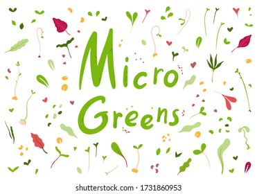 Microgreens or baby greens.Fresh microgreens on a white background