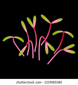 Microgreens Beet. Bunch of plants. Vitamin supplement, vegan food. Black background