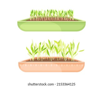 Microverdes en cajas establecidas. Hierbas comestibles brotadas orgánicas para una nutrición saludable, ilustración vectorial vegetariana
