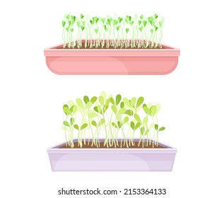 Microgreens in boxes set. Organic sprouted edible herb plants for healthy nutrition vector illustration