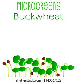 Microgreens Buckwheat. Seed packaging design. Sprouting seeds of a plant. Vitamin supplement, vegan food