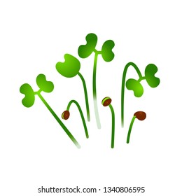 Microgreens Chinese Cabbage. Bunch of plants. Vitamin supplement, vegan food