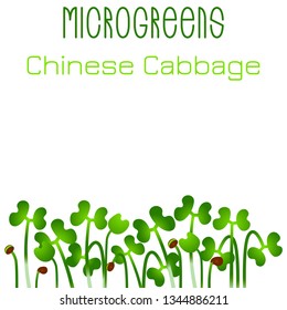Microgreens Chinese Cabbage. Seed packaging design. Sprouting seeds of a plant. Vitamin supplement, vegan food