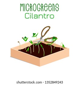 Microgreens Cilantro. Grow microgreen in a box with soil. Cutting the harvest with scissors. Vitamin supplement, vegan food