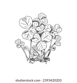 Microgreens clover. Hand drawn engraved micro green shoots are the first leaves of clover. Natural organic herb, healthy food. Raw sprouts with leaves for vitamins salad, botanical vector illustration