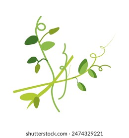 Trébol Microgreens. Los brotes microverdes son las primeras hojas de trébol. Hierba orgánica natural, comida saludable. Dibujado a mano ilustración de color de Vector botánico. Brotes crudos con hojas para ensalada de vitaminas