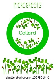 Microgreens Collard. Seed packaging design, round element in the center. Sprouting seeds of a plant. Vitamin supplement, vegan food