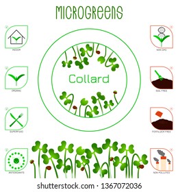 Microgreens Collard. Seed packaging design. Icons - indoor, organic, superfood, antioxidants, non gmo, soil free, fertilizer free, non polluted