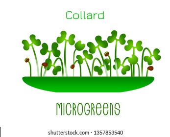 Microgreens Collard. Sprouts in a bowl. Sprouting seeds of a plant. Vitamin supplement, vegan food
