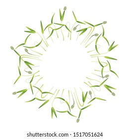 Microgreens Fennel. Arranged in a circle. Vitamin supplement, vegan food