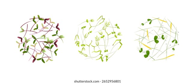 Microgreens forming three circles, healthy eating