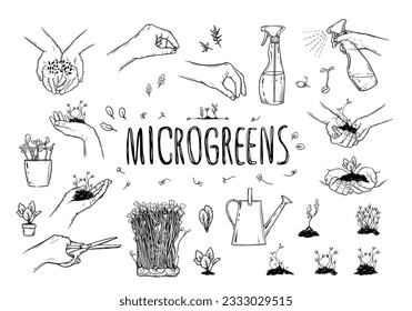 Microgreens, graphic image of human hands with microgreen.A set of accessories for gardening micro greens at home